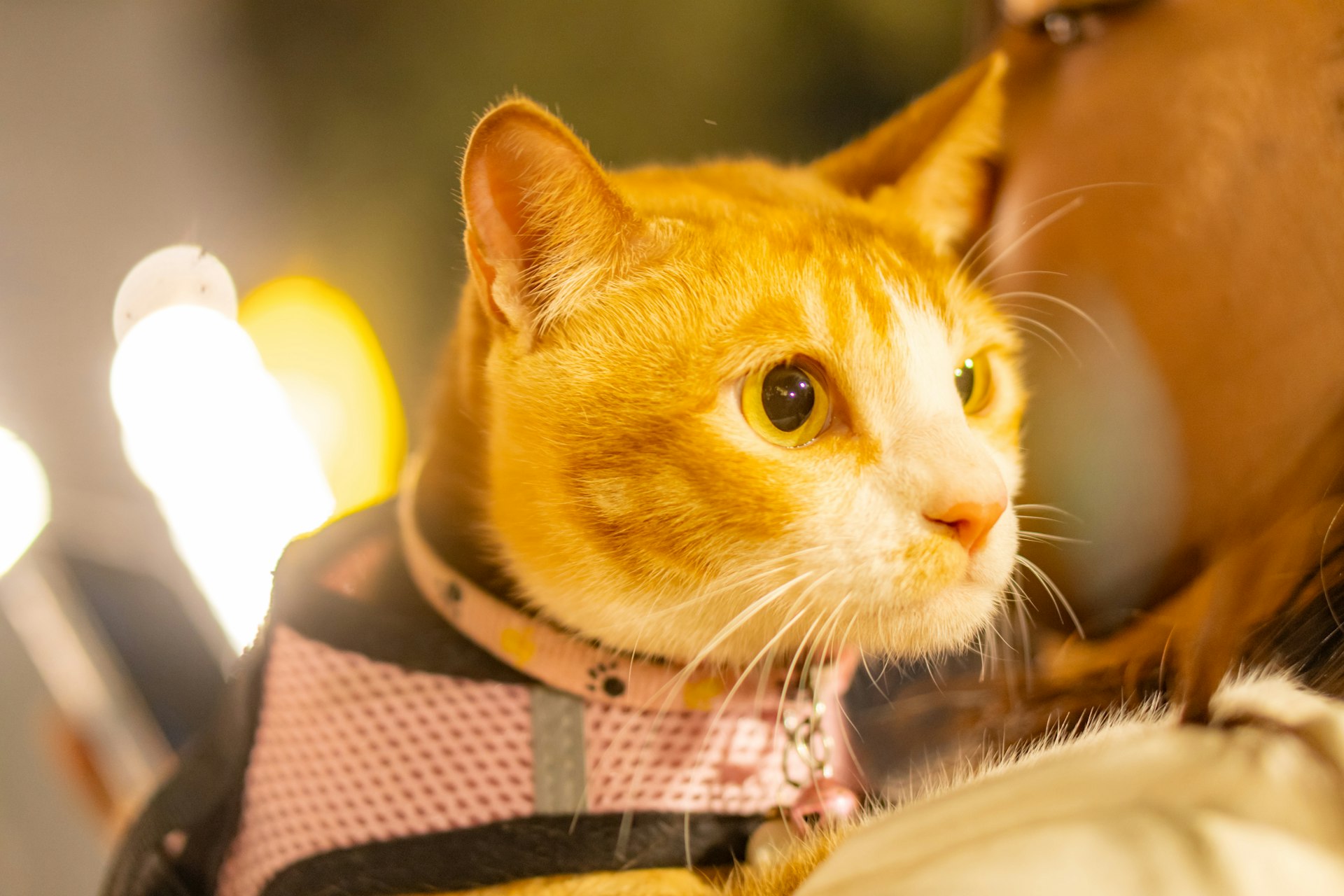 An orange tabby cat wearing a pink harness.
